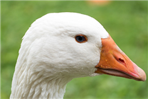 认怂！加拿大鹅总部回应“14天内可退款退货”