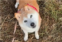 腾讯成功注册“狗头”表情包商标 柴犬本尊刚过16岁生日