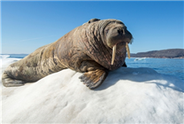 广州热门景区重现“人山人海”：订票量猛增