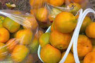 女子买全部橘子后发现大爷住洋楼引热议：这该死的泛滥的同情心